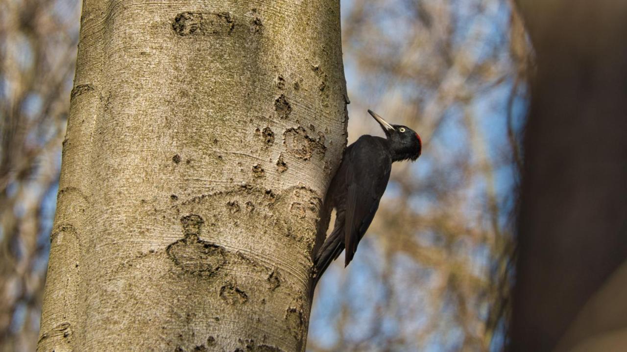 Vakantiehuis Vliegend Hert Veluwe Nunspeet Exteriör bild