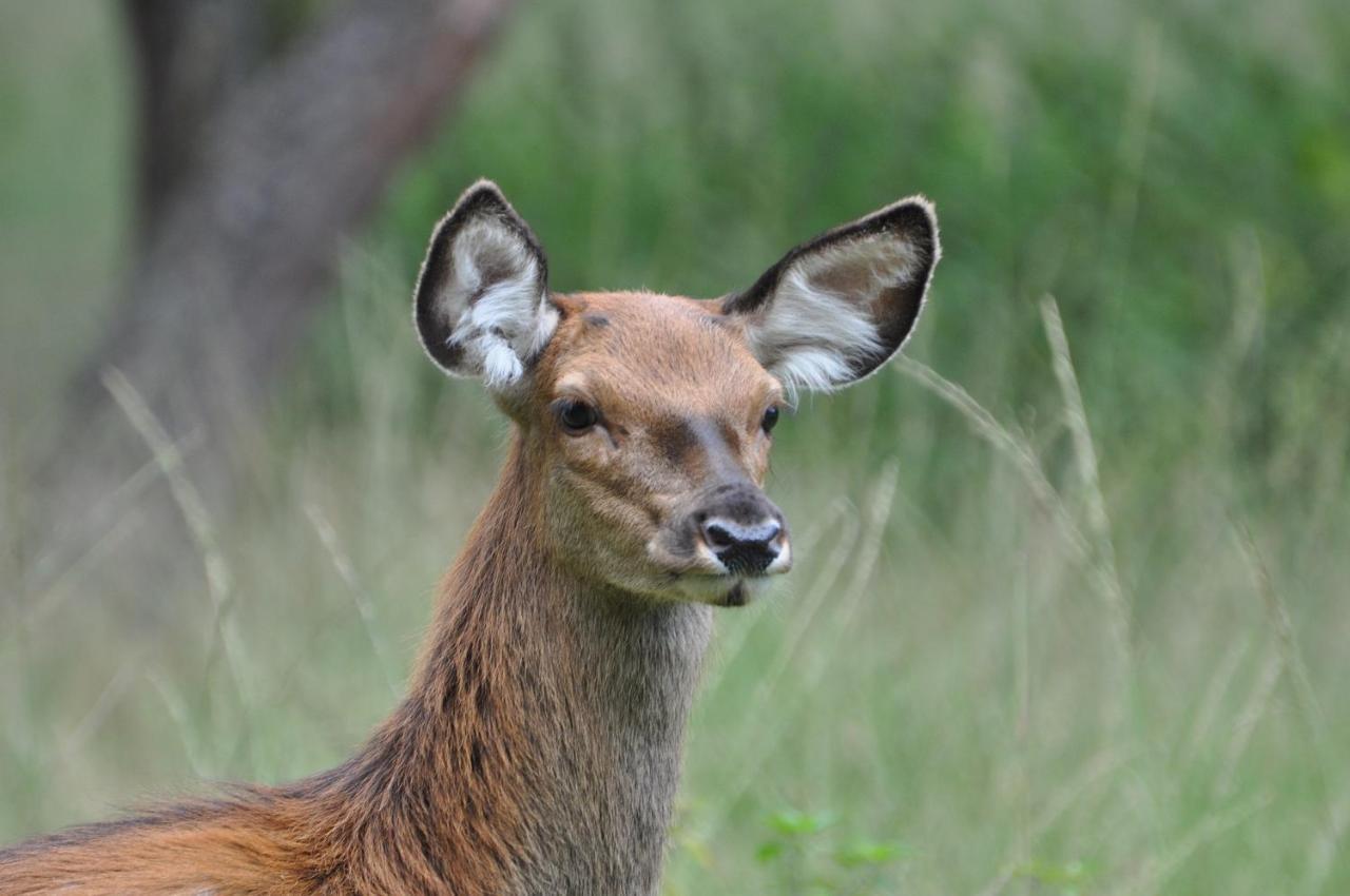 Vakantiehuis Vliegend Hert Veluwe Nunspeet Exteriör bild
