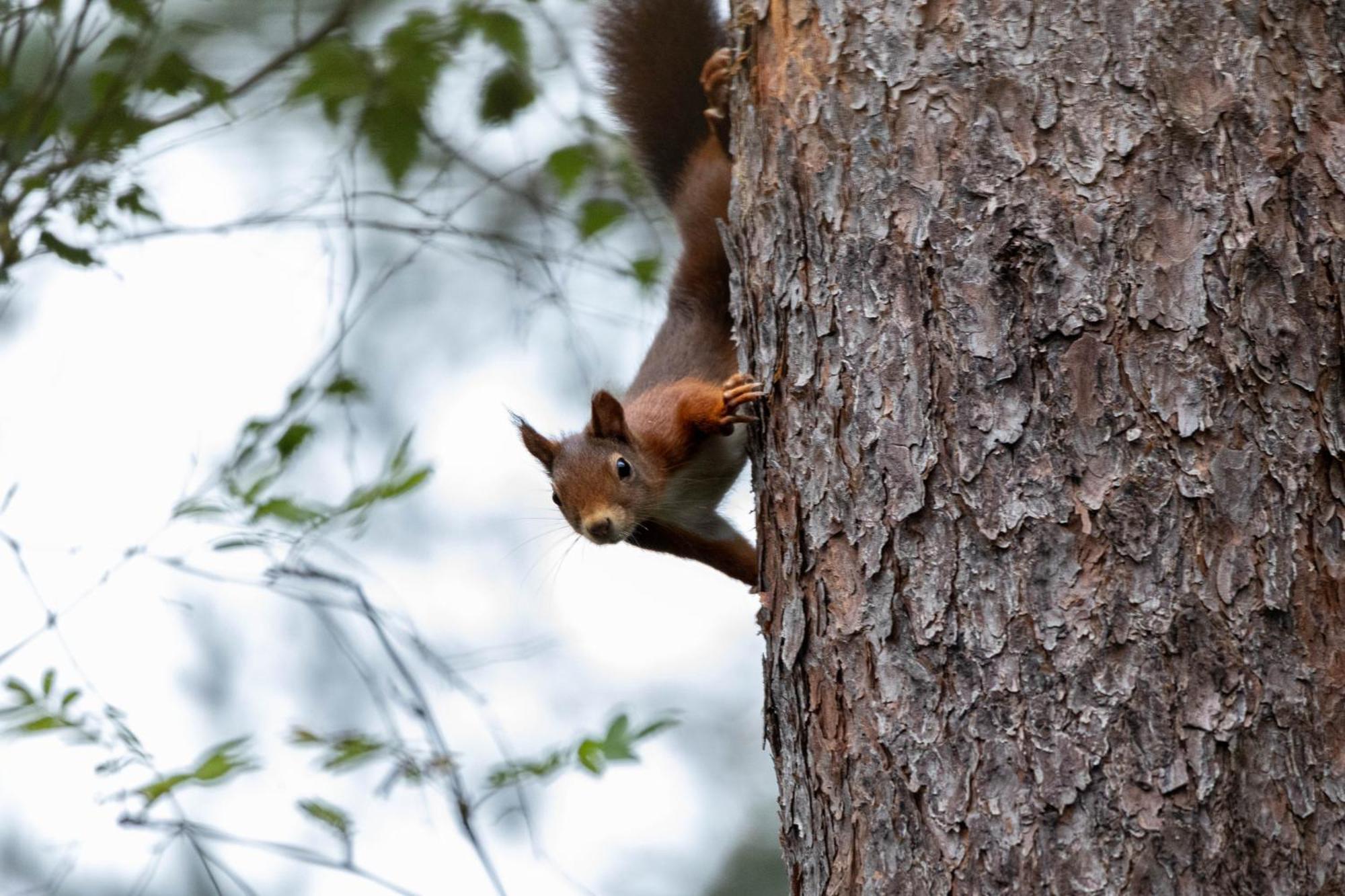 Vakantiehuis Vliegend Hert Veluwe Nunspeet Exteriör bild